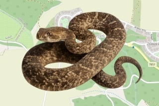 לוכד נחשים בהיתר במצפה נטופה - שי בהט