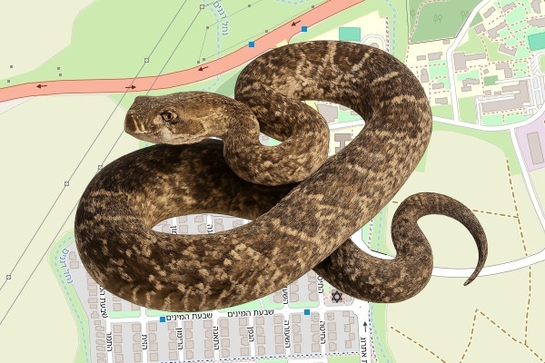 נועם מאירי