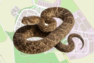 לוכד נחשים בהיתר במשואות יצחק - אלירם בוהרון