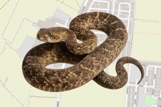 לוכד נחשים בהיתר בקיבוץ משמרות - רז בירן