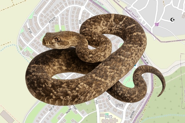 הראל אלישיב