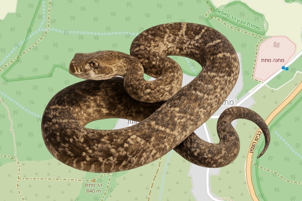 סטפן קסטנבוים