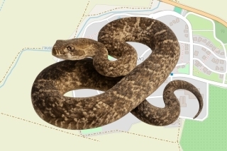 לוכדים מורשים בקיבוץ נאות מרדכי - אלון פרן