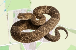 לוכד נחשים בהיתר בקיבוץ נווה אור - ויטל סלוני ברוך