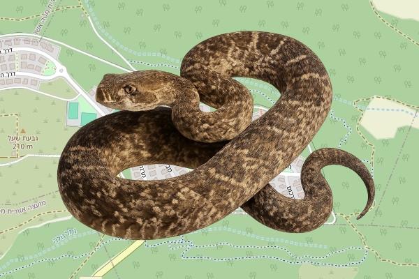 עמית שורק