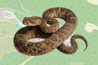 לוכד נחשים בהיתר בנווה זיו - עמית שורק