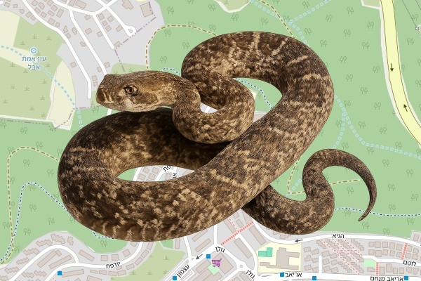 יעקב שפירא