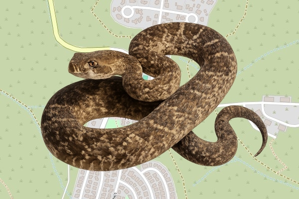 ישורון פישר