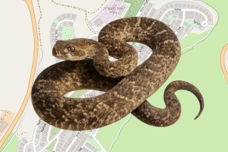 לוכד נחשים בהיתר בנילי - גל דוד ברן