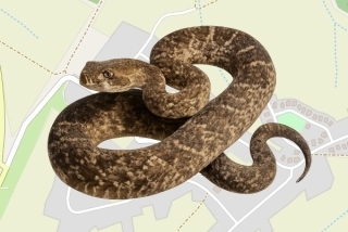 לוכדים מורשים בגבעת נילי - עדי נוה