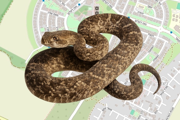 מאיר אברג׳ל