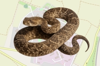 לוכד נחשים בהיתר בקיבוץ ניר אליהו - ניצן ברק מאור