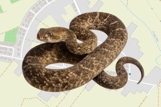 לוכדים מורשים בניר בנים - רון גבעתי