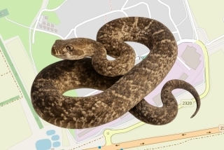 לוכד נחשים בהיתר בקיבוץ ניר יצחק - יאיר גולדין