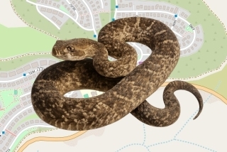 לוכד נחשים בהיתר בנעלה - אורן ברוך