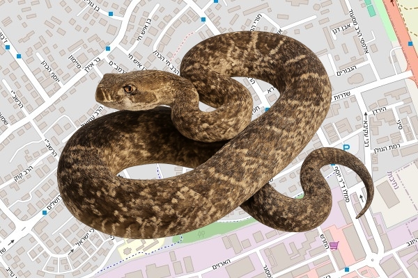 דוד אביטן