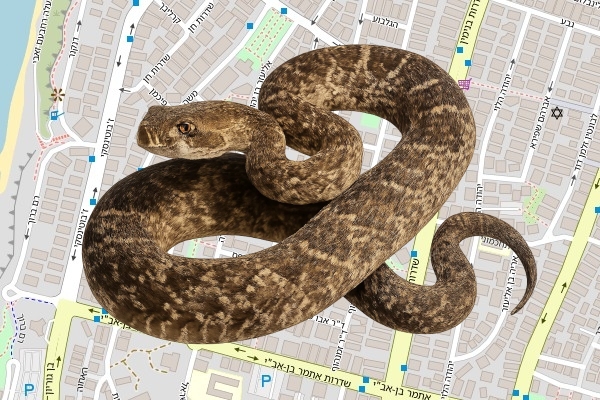 אלי אופיר