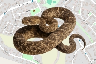 לוכד נחשים בהיתר בסביון - יואב לבני