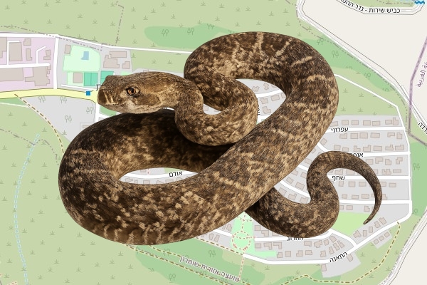 גיא צור איתן