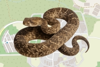 לוכד נחשים בהיתר בעבדון - דן יקוטי