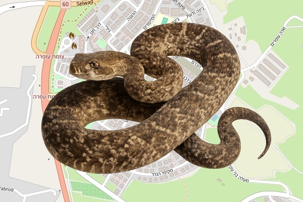 יואב לביא