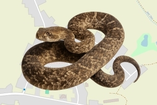 לוכדים מורשים בעוצם - גבי דהן