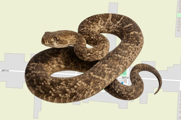 עודד יורים