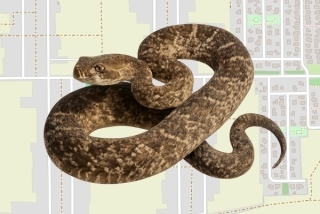 לוכד נחשים בהיתר בעין הבשור - ינאי בונה
