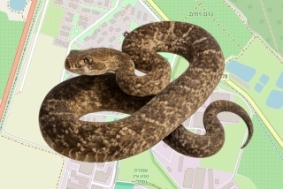 לוכד נחשים בהיתר בעין הנציב - תהילה ממן