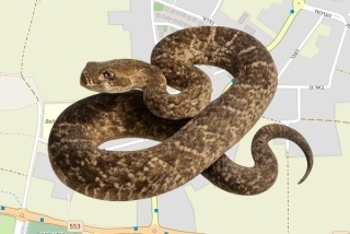 לוכד נחשים בהיתר בעין ורד - טל וינשטוק