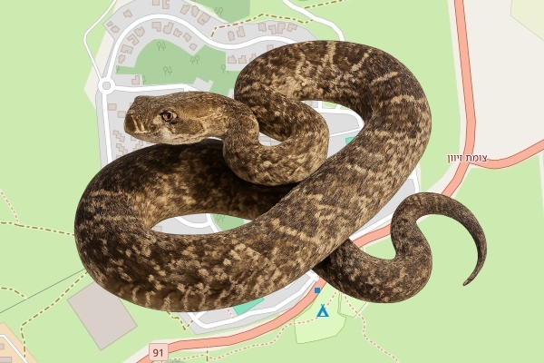 ברקאי סינואני