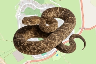 לוכדים מורשים בקיבוץ עין זיוון - גיא מאיירס