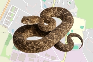 לוכד נחשים בהיתר בקיבוץ עין חרוד - סמדר בן צבי שריר