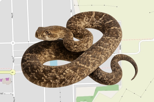 שגיא תנעמי