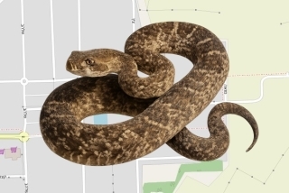 לוכד נחשים בהיתר בעין יהב - שגיא תנעמי