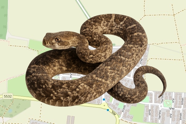 ליאור אפוטה
