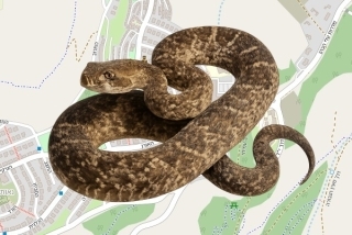 לוכד נחשים בהיתר בעלי - דניאל מרקוביץ