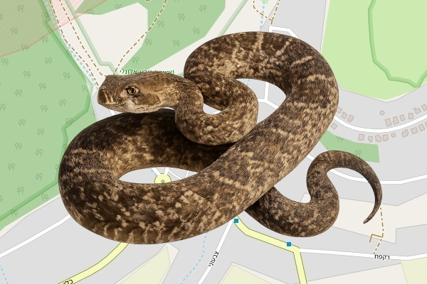 יאיר סלומון