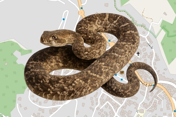 גואד כיוף