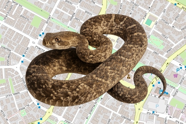 ירון שחר