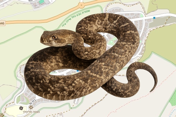 נעמה רובינשטיין