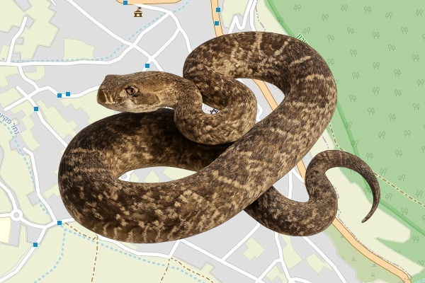 חיר מועאד