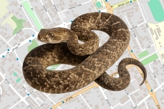 לוכד נחשים בהיתר בפרדס חנה - אברהם ברוכים