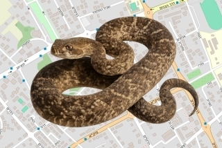 לוכד נחשים בהיתר בפרדס חנה - אדם שרקי