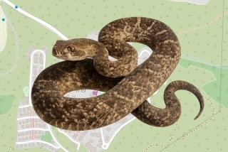 לוכדים מורשים בקיבוץ פרוד - הילה פרקש