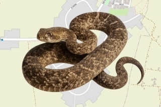 לוכד נחשים בהיתר בצופים - הדס חנה טאוב