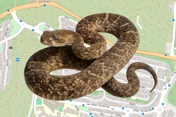 יצחק צייטלין