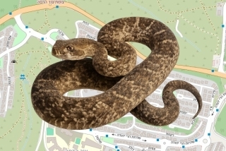 לוכד נחשים בהיתר בצור הדסה - יצחק צייטלין