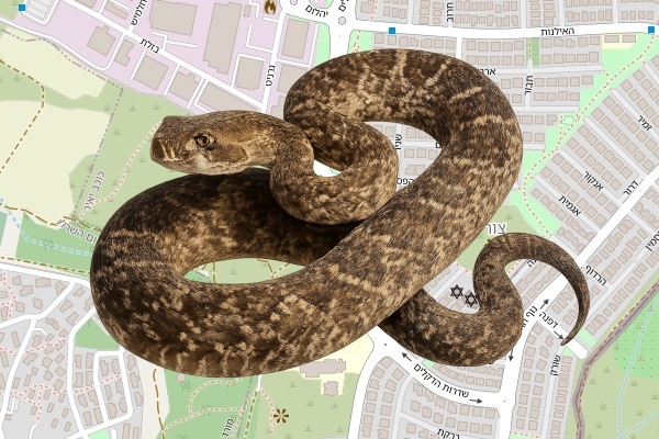 איתי ויצמן