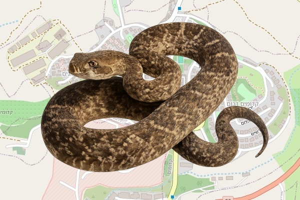 יהודה דיין